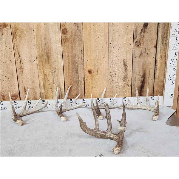 Group Of 4 Wild Wisconsin Whitetail Shed Antlers
