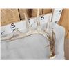 Image 2 : Group Of 4 Wild Wisconsin Whitetail Shed Antlers