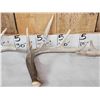 Image 3 : Group Of 4 Wild Wisconsin Whitetail Shed Antlers