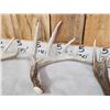 Image 4 : Group Of 4 Wild Wisconsin Whitetail Shed Antlers