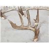 Image 6 : Group Of 4 Wild Wisconsin Whitetail Shed Antlers