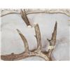 Image 7 : Group Of 4 Wild Wisconsin Whitetail Shed Antlers