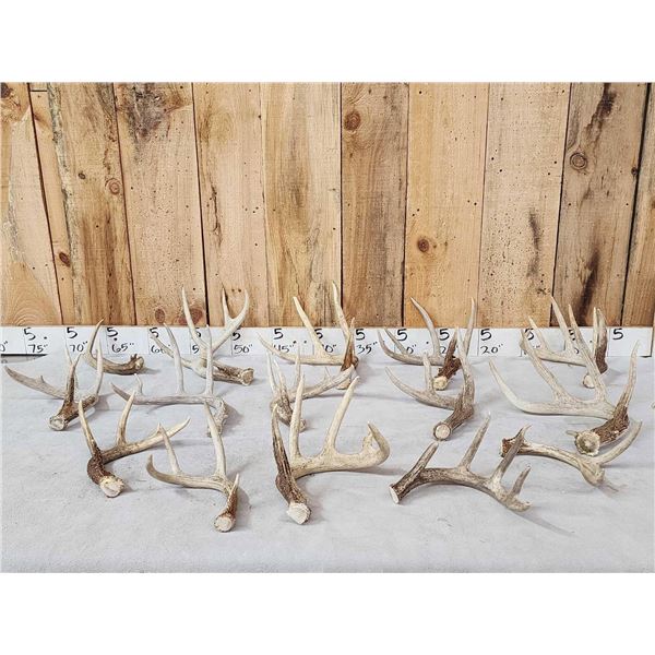 16 Lbs Of Wild Iowa Whitetail Antlers