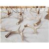 Image 2 : 16 Lbs Of Wild Iowa Whitetail Antlers