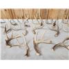 Image 4 : 16 Lbs Of Wild Iowa Whitetail Antlers