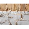 Image 5 : 16 Lbs Of Wild Iowa Whitetail Antlers