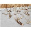Image 6 : 16 Lbs Of Wild Iowa Whitetail Antlers