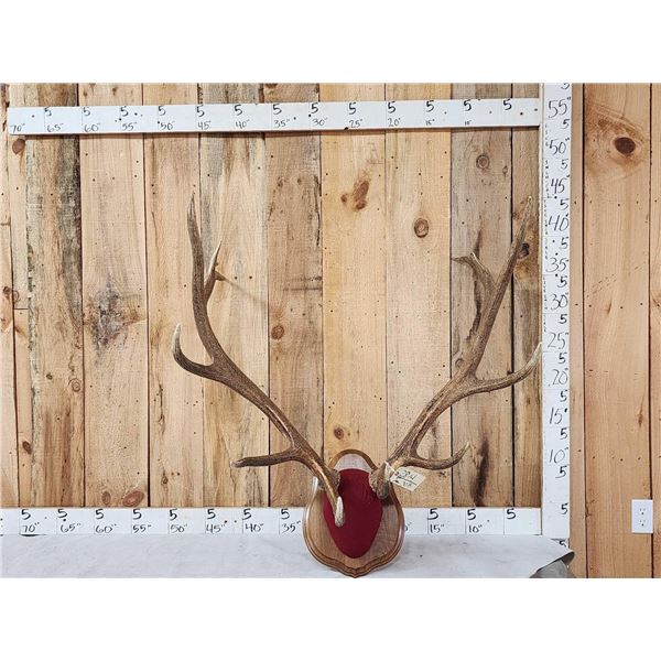 6x6 Elk Antlers On Plaque