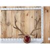 Image 1 : 6x6 Elk Antlers On Plaque
