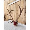 Image 2 : 6x6 Elk Antlers On Plaque