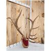 Image 3 : 6x6 Elk Antlers On Plaque