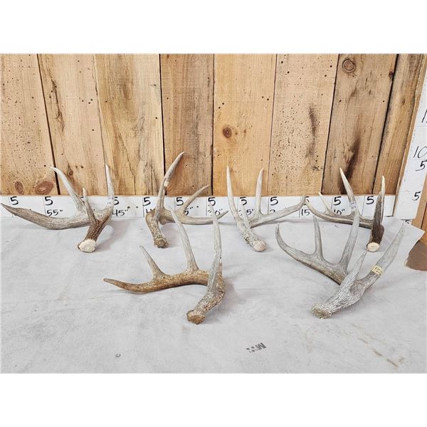 Group Of 6 Wild Wisconsin Whitetail Shed Antlers