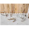 Image 1 : Group Of 6 Wild Wisconsin Whitetail Shed Antlers