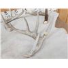 Image 2 : Group Of 6 Wild Wisconsin Whitetail Shed Antlers