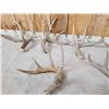Image 4 : Group Of 6 Wild Wisconsin Whitetail Shed Antlers