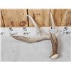Image 5 : Group Of 6 Wild Wisconsin Whitetail Shed Antlers