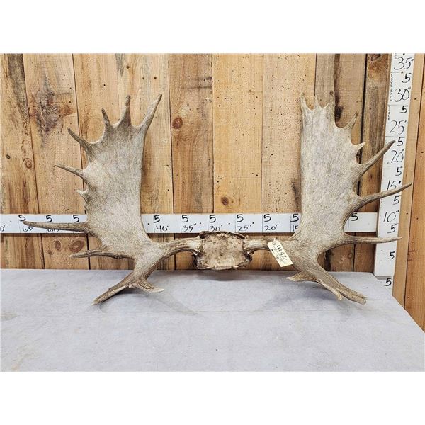 54" Wide Moose Antlers On Plaque