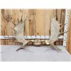 Image 1 : 54" Wide Moose Antlers On Plaque