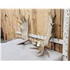 Image 2 : 54" Wide Moose Antlers On Plaque