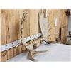 Image 3 : 54" Wide Moose Antlers On Plaque