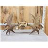 Image 4 : 54" Wide Moose Antlers On Plaque