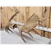 Image 5 : 54" Wide Moose Antlers On Plaque