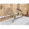 Image 6 : 54" Wide Moose Antlers On Plaque