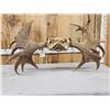 Image 7 : 54" Wide Moose Antlers On Plaque