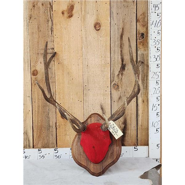 5x5 Elk Antlers On Plaque