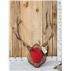 Image 1 : 5x5 Elk Antlers On Plaque