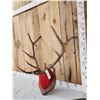 Image 2 : 5x5 Elk Antlers On Plaque
