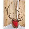 Image 3 : 5x5 Elk Antlers On Plaque