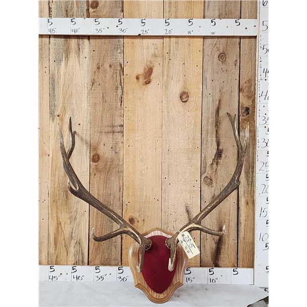 6x6 Elk Antlers On Plaque