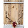 Image 1 : 6x6 Elk Antlers On Plaque