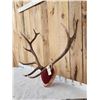 Image 2 : 6x6 Elk Antlers On Plaque