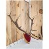 Image 3 : 6x6 Elk Antlers On Plaque