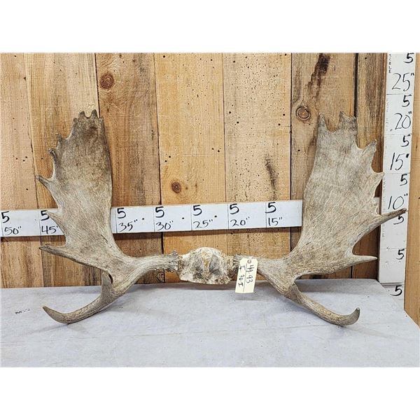 41" Wide Moose Antlers On Skull Plate