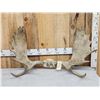 Image 1 : 41" Wide Moose Antlers On Skull Plate