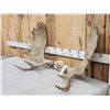 Image 2 : 41" Wide Moose Antlers On Skull Plate