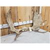 Image 3 : 41" Wide Moose Antlers On Skull Plate