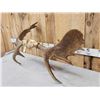 Image 5 : 41" Wide Moose Antlers On Skull Plate