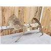 Image 6 : 41" Wide Moose Antlers On Skull Plate