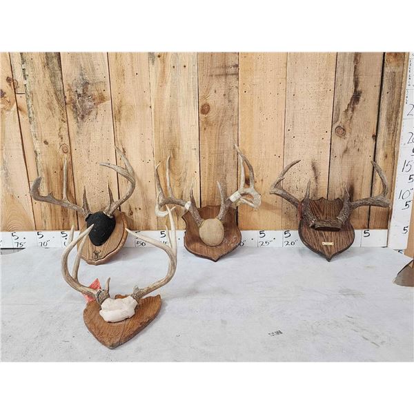 4 Sets Of Wild Whitetail Antlers On Plaques