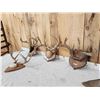 Image 2 : 4 Sets Of Wild Whitetail Antlers On Plaques