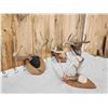 Image 3 : 4 Sets Of Wild Whitetail Antlers On Plaques