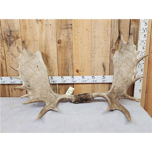 49" wide Moose Antlers On Skull Plate
