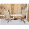 Image 1 : 49" wide Moose Antlers On Skull Plate
