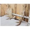 Image 2 : 49" wide Moose Antlers On Skull Plate