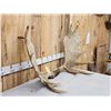 Image 3 : 49" wide Moose Antlers On Skull Plate