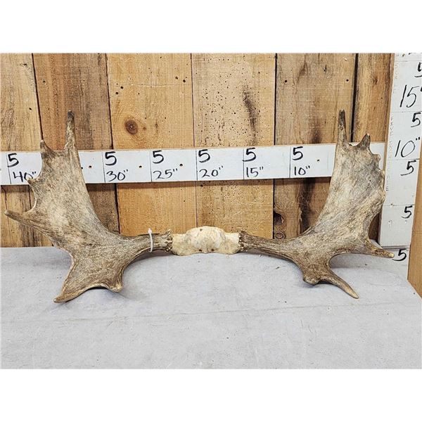 33" Wide Moose Antlers On Skull Plate